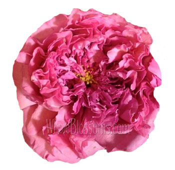 Individual Janelle Peony Rose bloom with dark pink layers, adding luxury to décor.