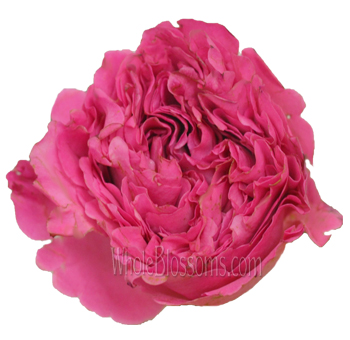 Close-up of Janelle Peony Dark Pink Garden Rose showcasing layered petals and vibrant color.
