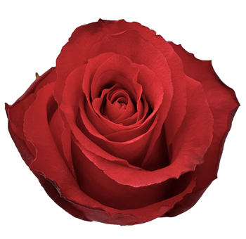 Cherry Iguazu Hot Pink Rose Cherry Iguazu Hot Pink Rose