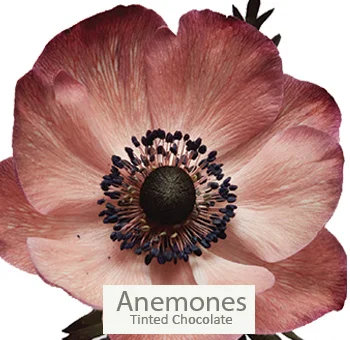 Striking chocolate anemones introducing a bold contrast in a sophisticated cream and chocolate wedding floral bundle.