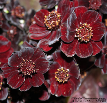 Close-up of Chocolate Cosmos blooms with dark red-brown petals, perfect for adding depth and contrast to bouquets or event décor.