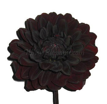 Chocolate Dahlia