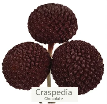 Rich chocolate craspedia adding depth and intrigue to a luxurious cream and chocolate wedding floral bundle.