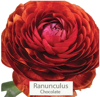 Lush chocolate ranunculus adding rich texture and depth to a sophisticated cream and chocolate wedding floral bundle.