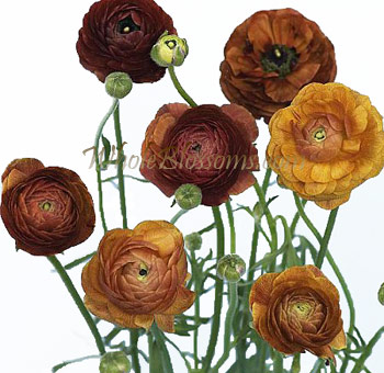 Chocolate Ranunculus in warm earthy tones, featuring golden, caramel, and brown hues perfect for rustic-themed weddings and autumn floral arrangements.