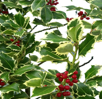 Medium variegated Christmas holly with festive foliage, perfect for seasonal weddings, gifts, and centerpieces.