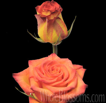 Circus Bicolor Yellow Roses with golden petals edged in fiery orange, ideal for weddings, celebrations, and vibrant floral arrangements.