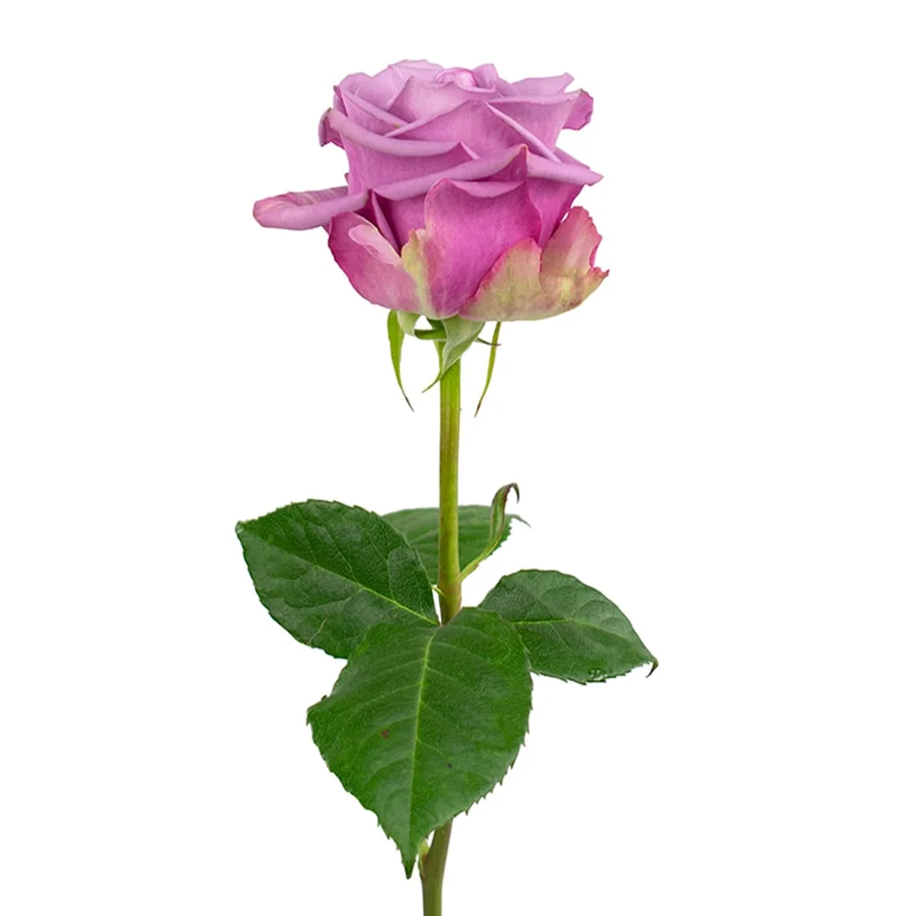 Bulk Cool Water Lavender Roses showcasing pastel lavender petals for romantic wedding flowers, gift arrangements, and special occasions.