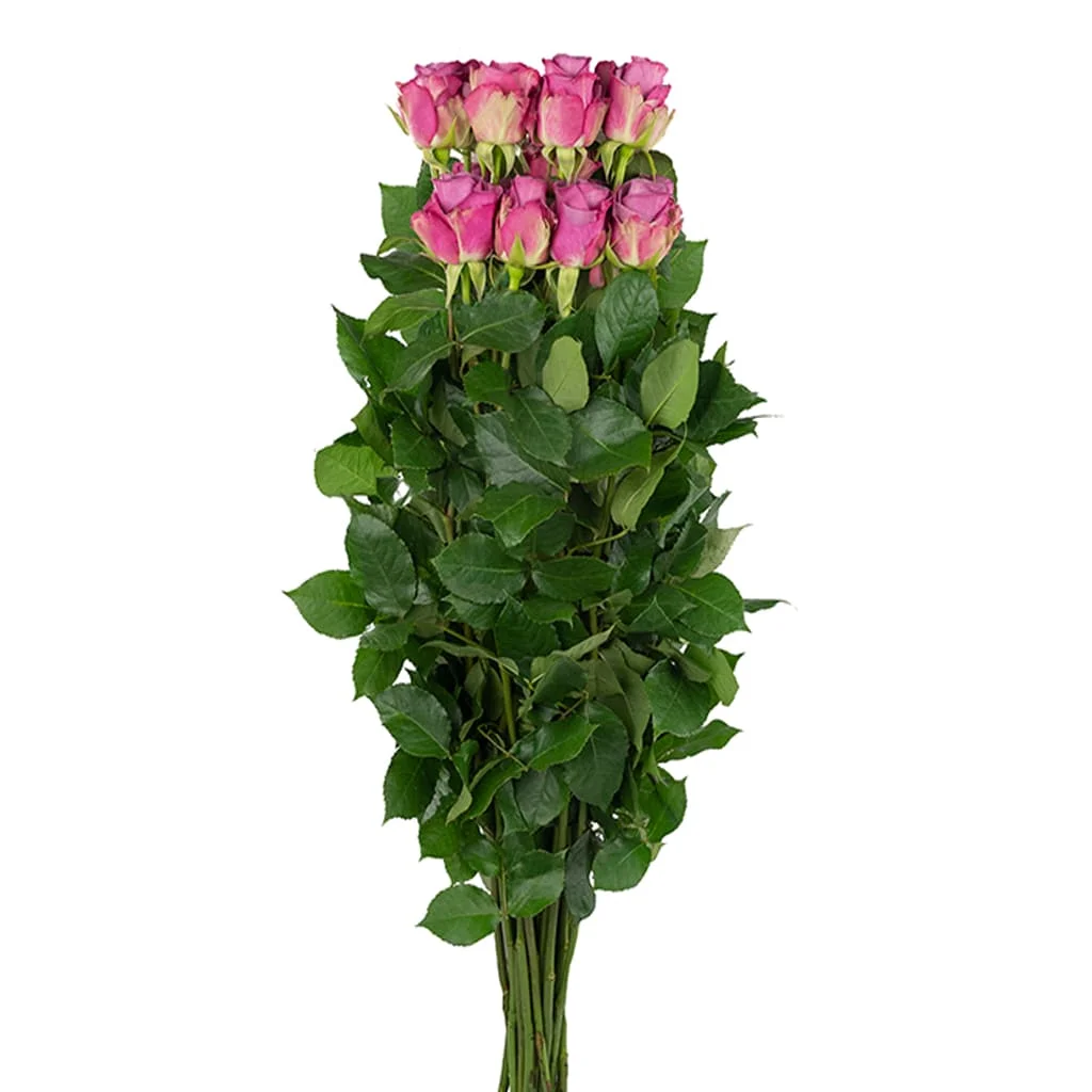 Fresh-cut Cool Water Lavender Roses in wholesale quantities, perfect for bridal events, bulk wedding floral designs, and premium purple themes.