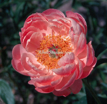 Vibrant coral salmon peony in full bloom with ruffled petals and golden center, ideal for elegant wedding bouquets or summer floral displays.