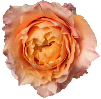 Coral Orange Garden Rose - Shine On with ruffled coral-orange petals. Ideal for weddings, special events, and luxurious floral arrangements.