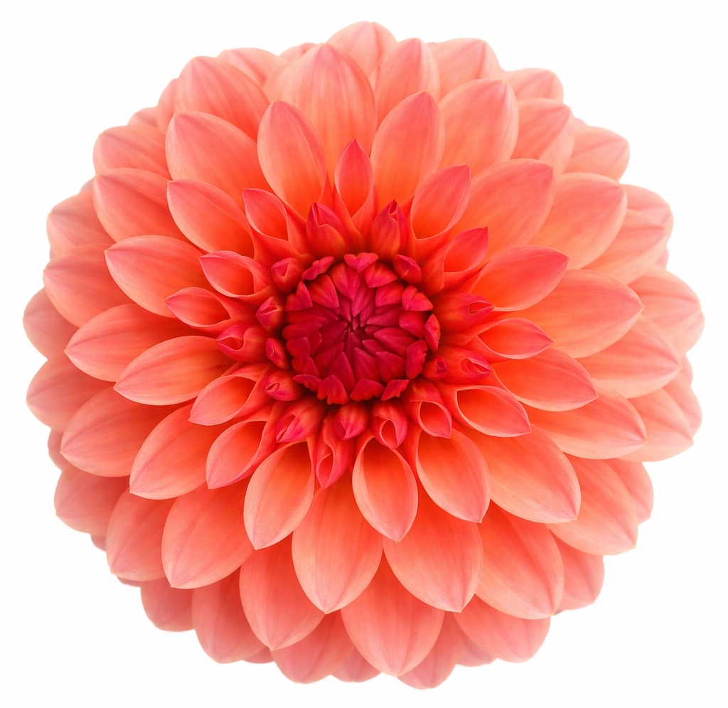 Coral Dahlia Doris Duke wholesale flower with layered coral-peach petals for wedding bouquets and event centerpieces