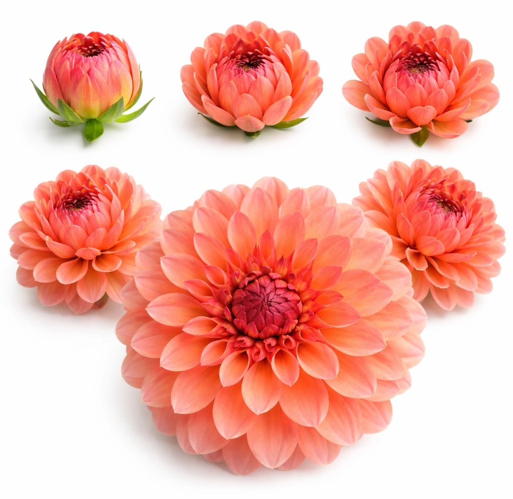 Coral Dahlia Doris Duke in multiple bloom stages from tight bud to fully open flower for wedding floral design