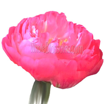Peony Coral Flower