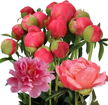 Coral Peony