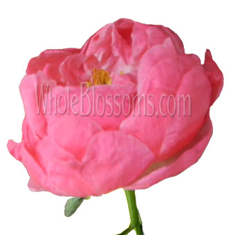 A single coral peony in bloom, displaying its soft, ruffled pink petals and a slightly opened center, ideal for elegant floral displays.