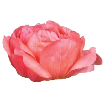 Fresh-cut Coral Sunset Peonies in full bloom and bud stages, perfect for DIY wedding arrangements and luxury floral installations.