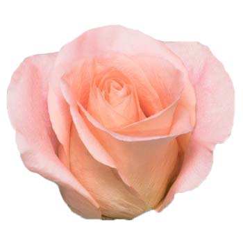 Coral Roses - Corina