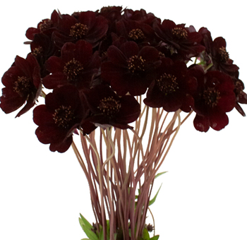 Bouquet of Chocolate Cosmos flowers with deep burgundy petals, ideal for creating striking and elegant floral designs.