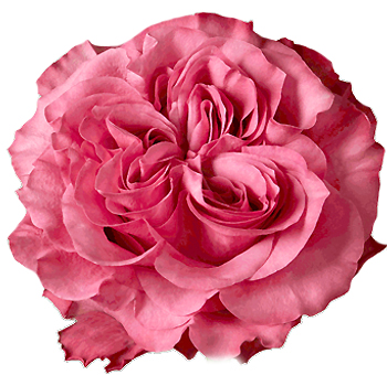 Country Blues Dark Pink Garden Rose with vibrant pink petals and intricate blooms, perfect for weddings, vintage events, and romantic floral arrangements.