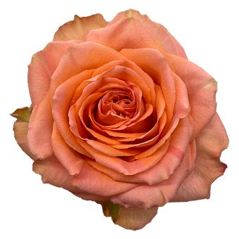 Country Home Peach Coral Garden Rose with warm peach tones and layered petals, perfect for weddings, outdoor events, and rustic floral arrangements.