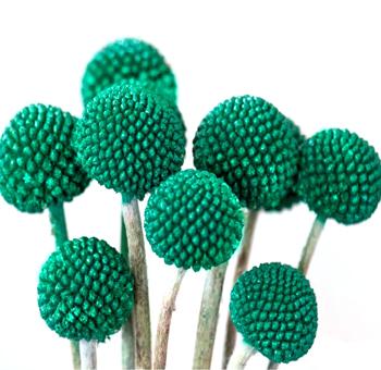 Striking emerald green Craspedia blooms bring bold texture to weddings, trendy bouquets, or modern floral designs.