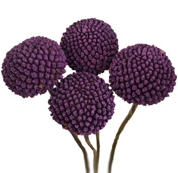 Playful purple Craspedia with globe-shaped heads, perfect for modern weddings, vibrant events, and bold flower designs.