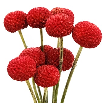 Bulk red Craspedia Billy Balls for floral centerpieces, wedding arrangements and creative event décor.