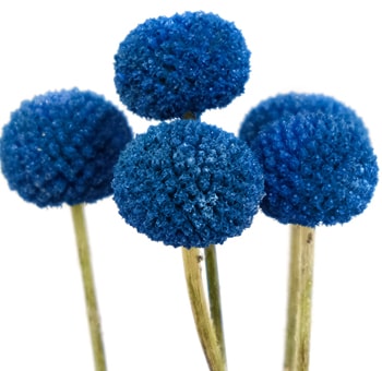 Bulk blue tinted Craspedia flowers for wedding centerpieces, bouquets and creative event decorations