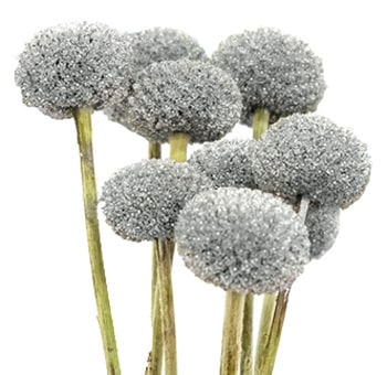 Bulk silver Craspedia Billy Balls for wedding centerpieces, floral installations and event decorations
