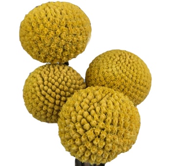 Yellow Billy Ball flowers sold in bulk for weddings, event décor, floral installations and cheerful seasonal displays