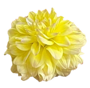 Cream Dahlia Flower