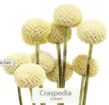 Charming cream craspedia blooms enhancing the elegance of a cream and chocolate wedding floral bundle.