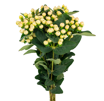 Pastel creamy yellow hypericum berries for elegant weddings, spring events, or subtle luxury flower arrangements.