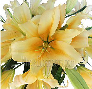 Oriental Lily Peach