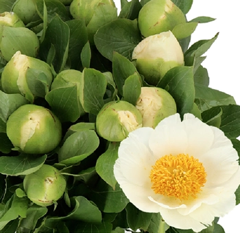 Bulk Cream Peony Moonrise peonies with white petals and yellow centers, perfect for elegant wedding arrangements in May and June.