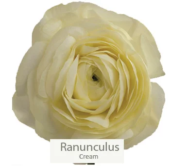 Elegant cream ranunculus blooms adding a romantic touch to a cream and chocolate wedding floral bundle.