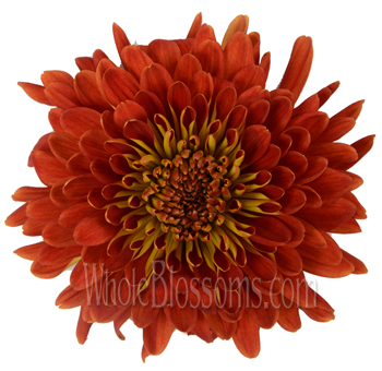 Wholesale orange cremon mums for wedding decor DIY floral design and vibrant event centerpieces with large blooms