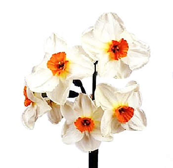 White Daffodil 