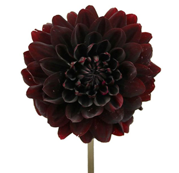 Dahlias For Sale