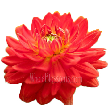 Red Dahlia