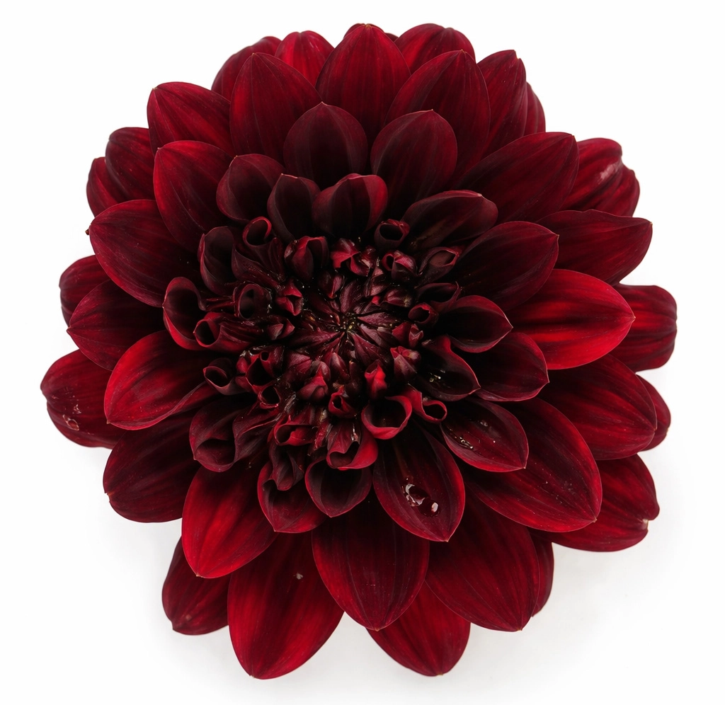 Karma Chocolate Dahlia - Year Round