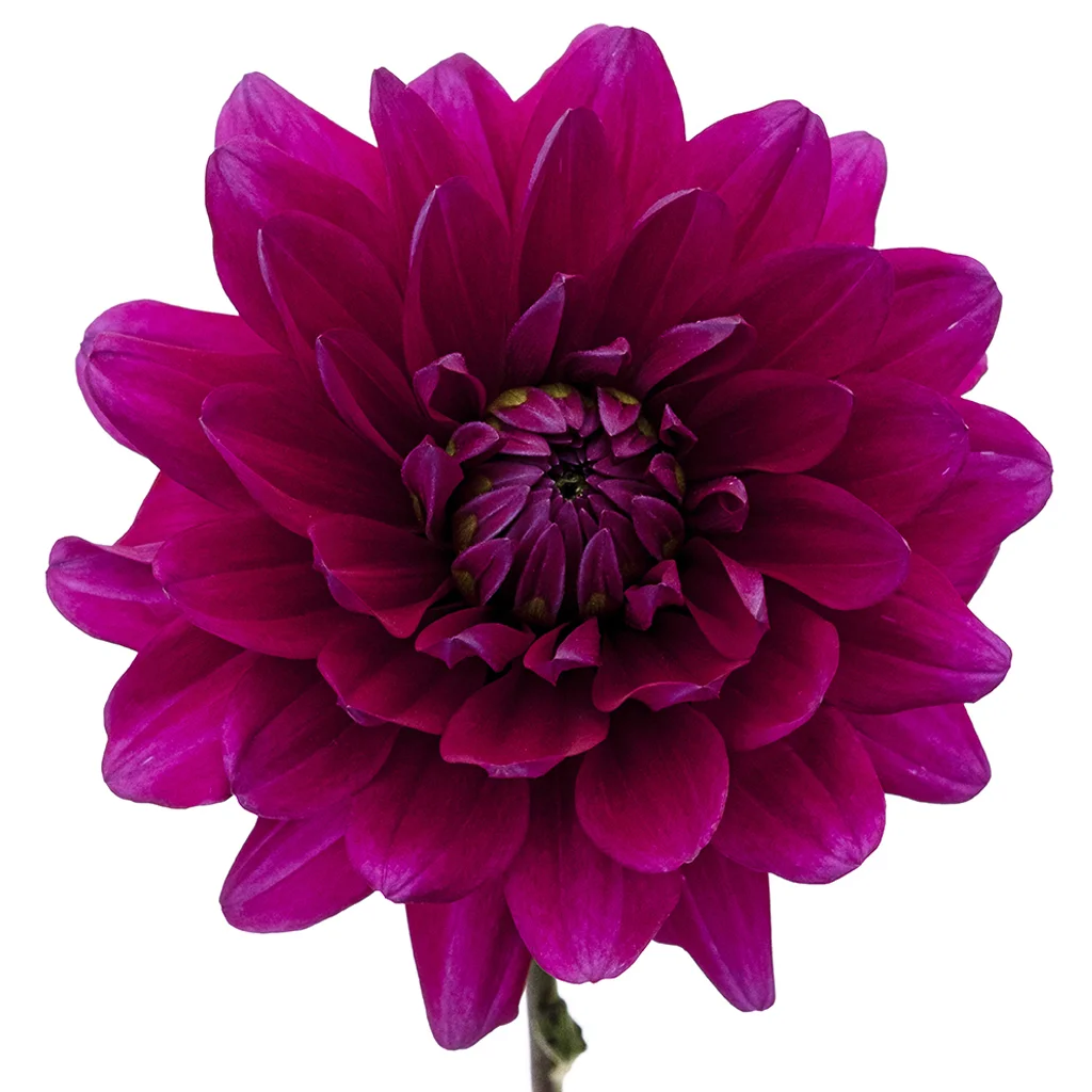 Naomi dark purple dahlia with burgundy center for wedding arrangements.
