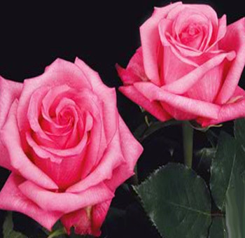 Dark Engagement Roses with rich pink petals and lush blooms, ideal for weddings, anniversaries, and romantic floral arrangements.