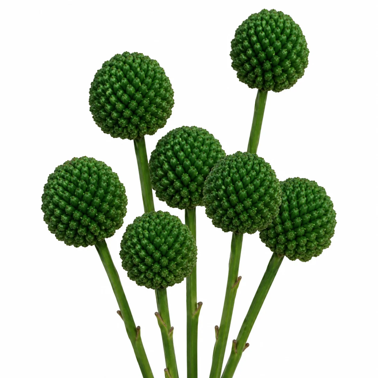 Fresh dark green Craspedia Billy Balls for modern bouquets, wedding centerpieces and floral arrangements.