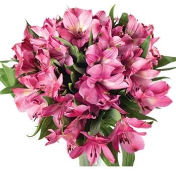 A spectacular bunch of fresh hot pink alstroemeria, perfect for brightening wedding decor.