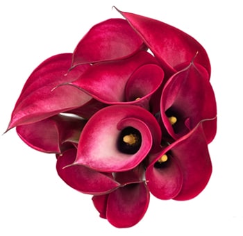 Cluster of vibrant dark pink Calla Lilies with smooth, velvety petals arranged in a circular formation, featuring bold magenta hues and bright yellow stamens.