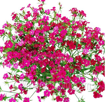 Deep pink Dianthus blossoms for romantic floral gifts, premium event florals, or cheerful wedding bouquets.