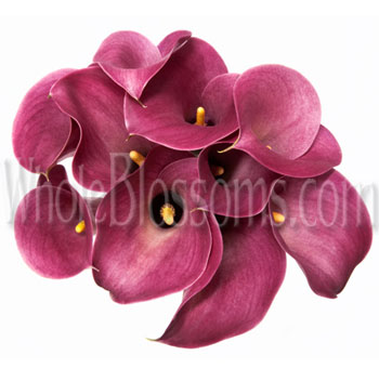 Chic dark pink mini calla lilies with smooth curves, perfect for bridal florals, weddings, and premium floral styling.