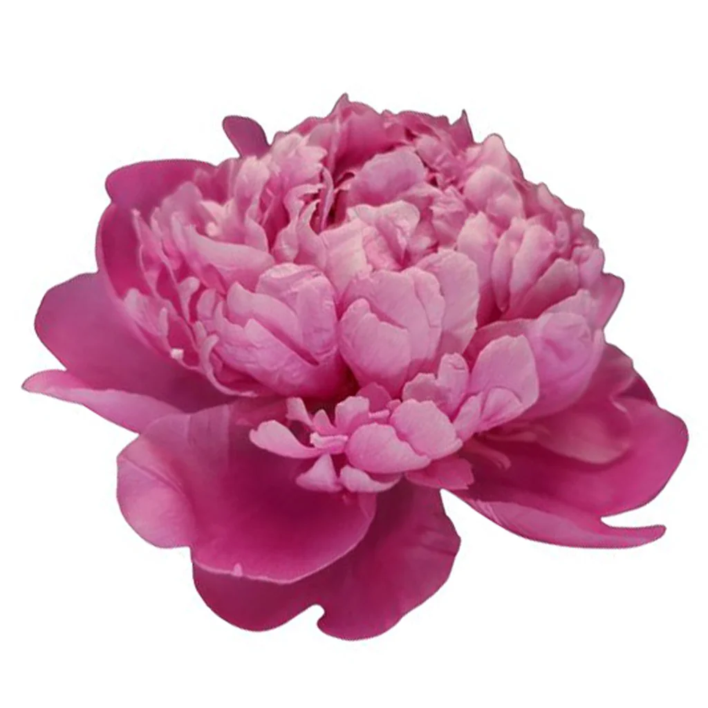 Dark Pink Peonies Dark Pink Peonies